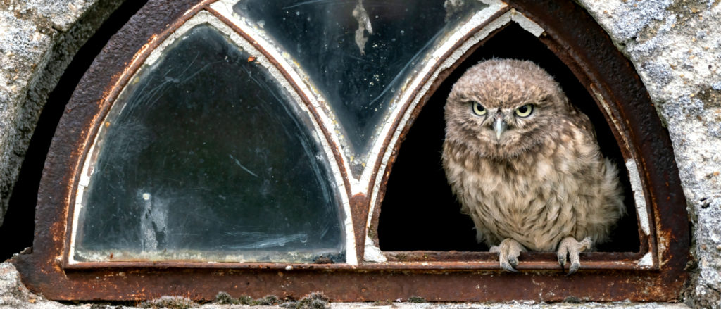 Owl Sitting in Window
