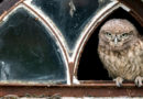 Owl Sitting in Window